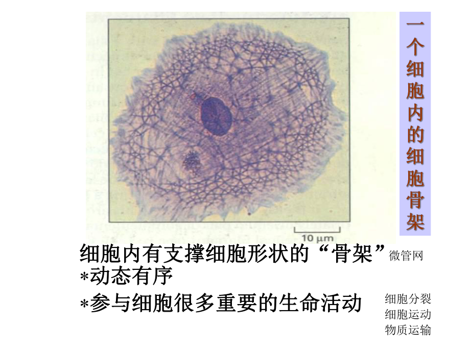 细胞骨架系统细胞生物学医学课件.ppt_第2页