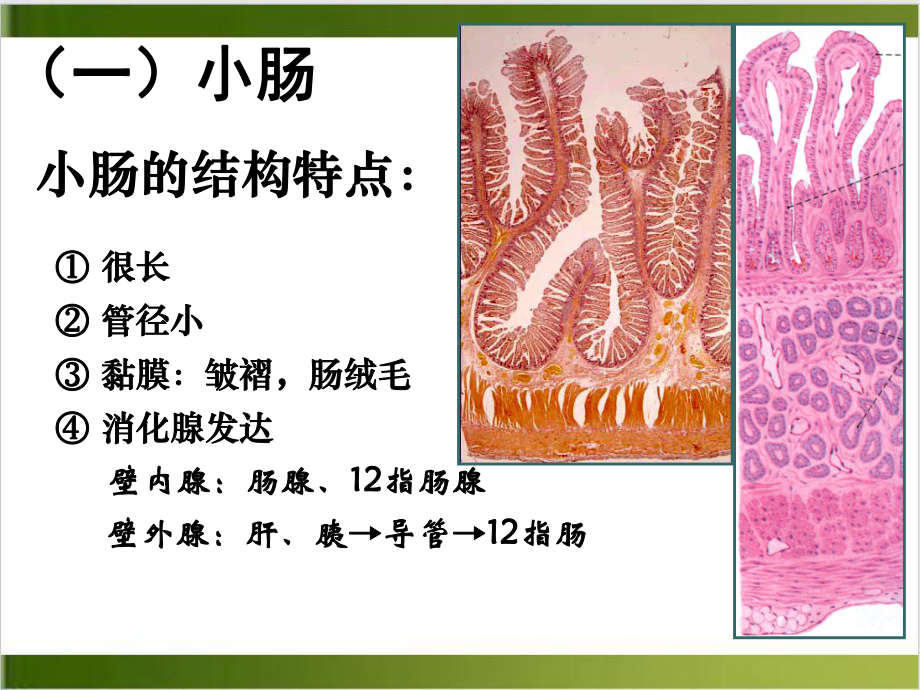 第五章消化系统肠肝和胰讲课课件.ppt_第3页