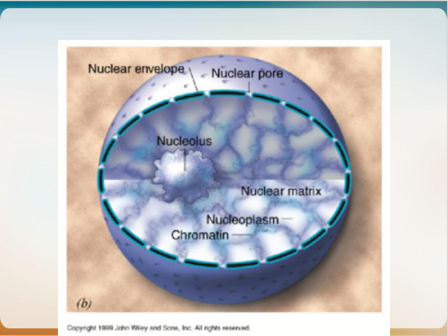 细胞核医学细胞生物学示范课件.ppt_第3页