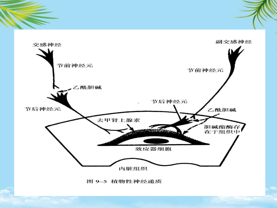 第四节心血管活动的调节最全课件.ppt_第3页