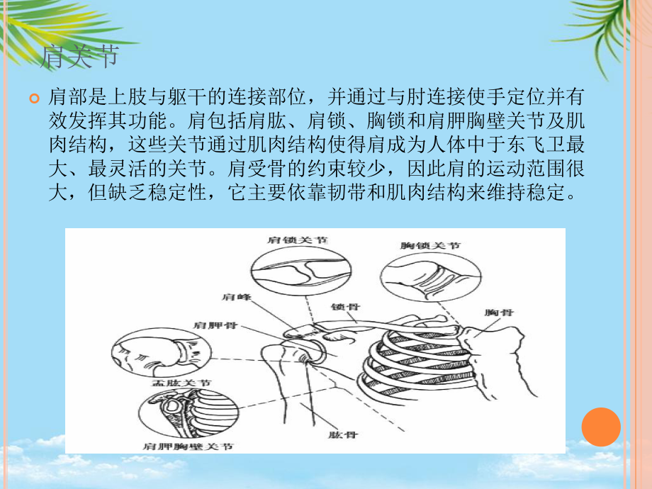 简要肩关节功能解剖最全课件.ppt_第2页