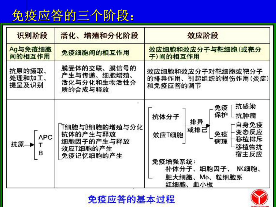 细胞应答新编医学免疫学课件.pptx_第3页