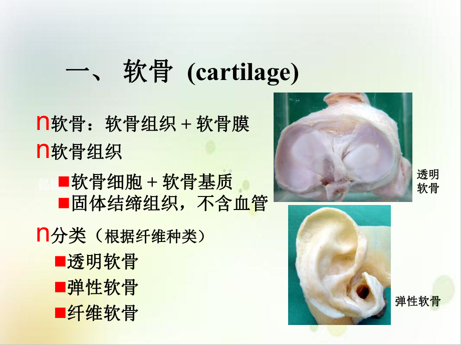 组织学软骨和骨课件.ppt_第3页