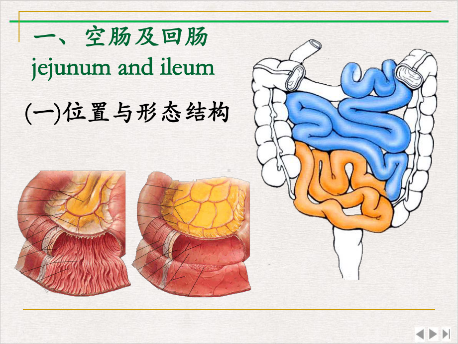 结肠下区人体局部解剖考试精选课件.pptx_第2页