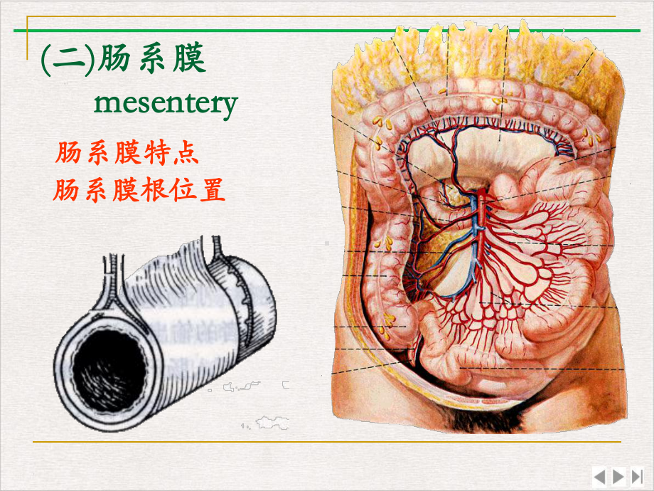 结肠下区人体局部解剖考试精选课件.pptx_第3页