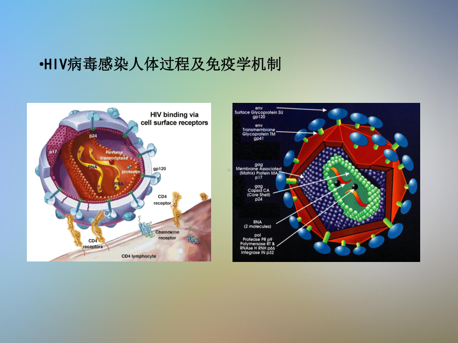 HIV抗体检测技术规程课件.pptx_第2页