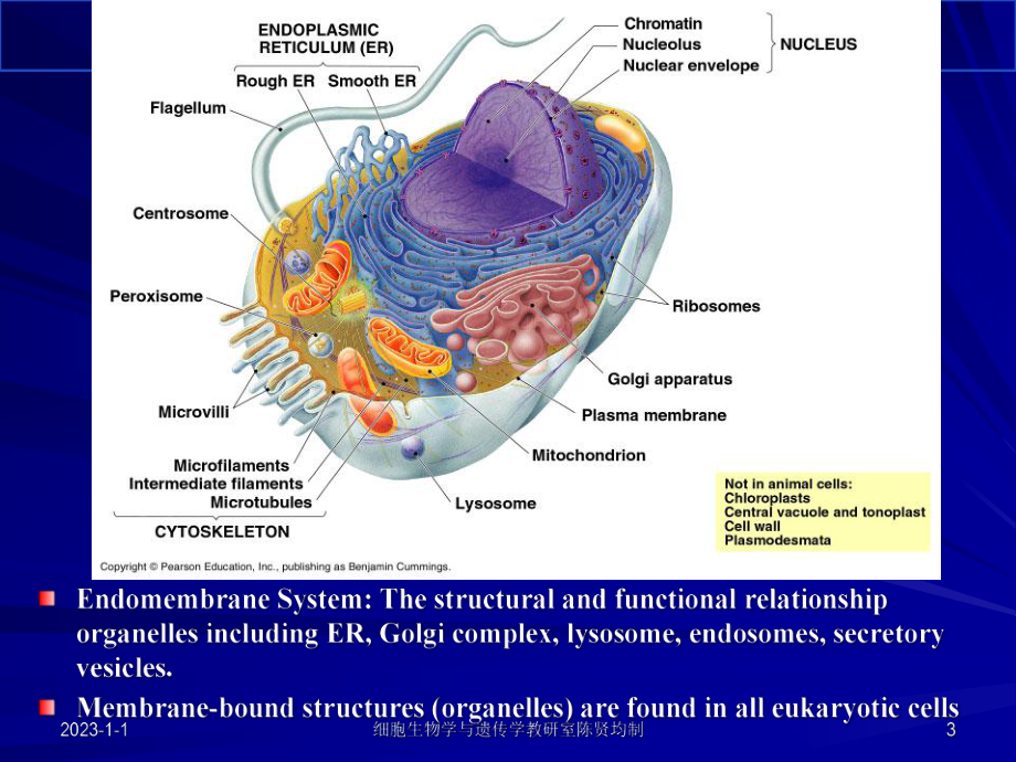 细胞的内膜系统和囊泡运输课件.ppt_第3页