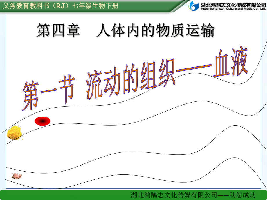 (课件)第一节流动的组织-血液.ppt_第1页