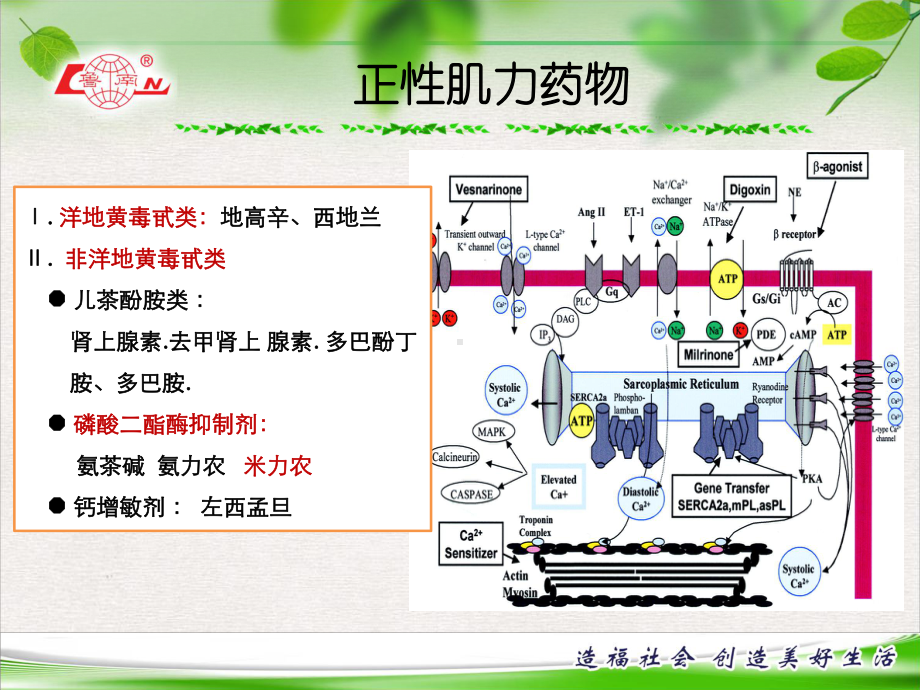 米力农临床应用课件.pptx_第2页