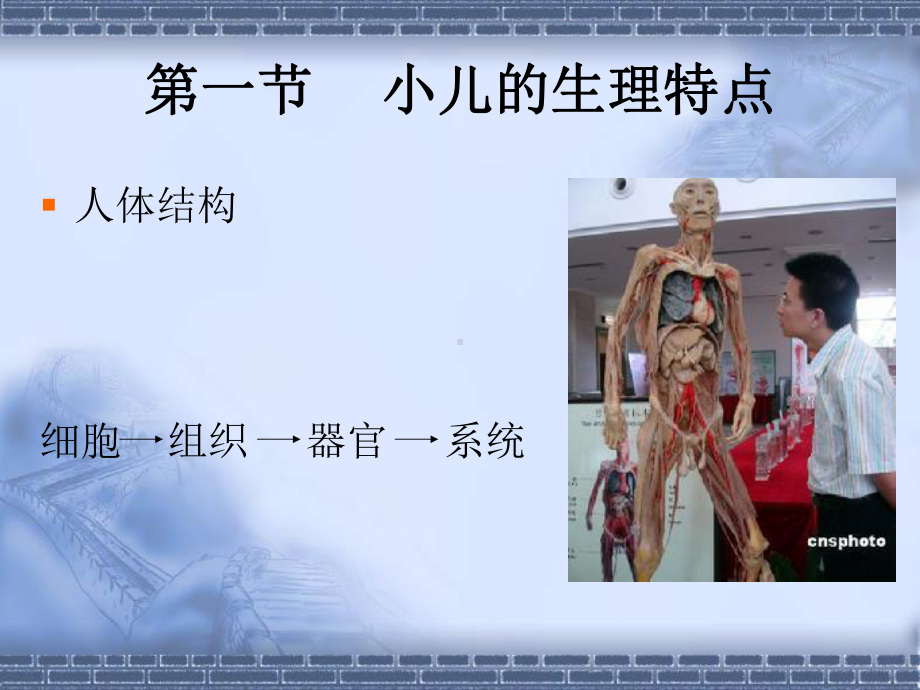 一章--生理基础运动呼吸课件.ppt_第3页