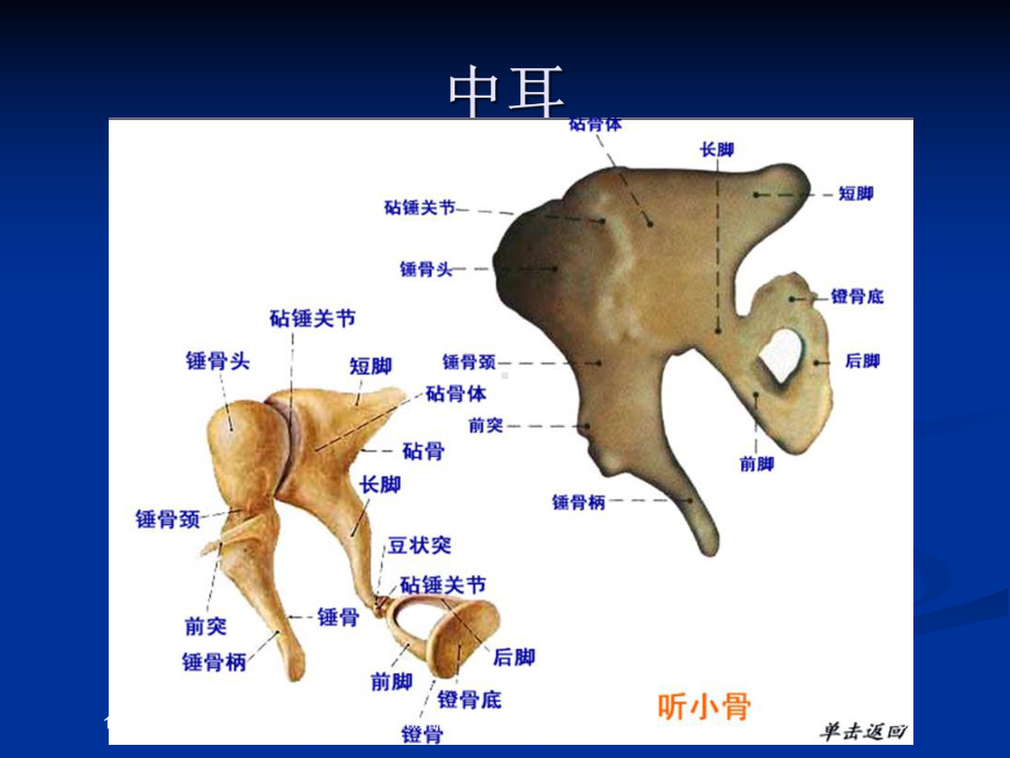 耳颞部解剖和常见疾病诊疗CT培训课件.ppt_第3页