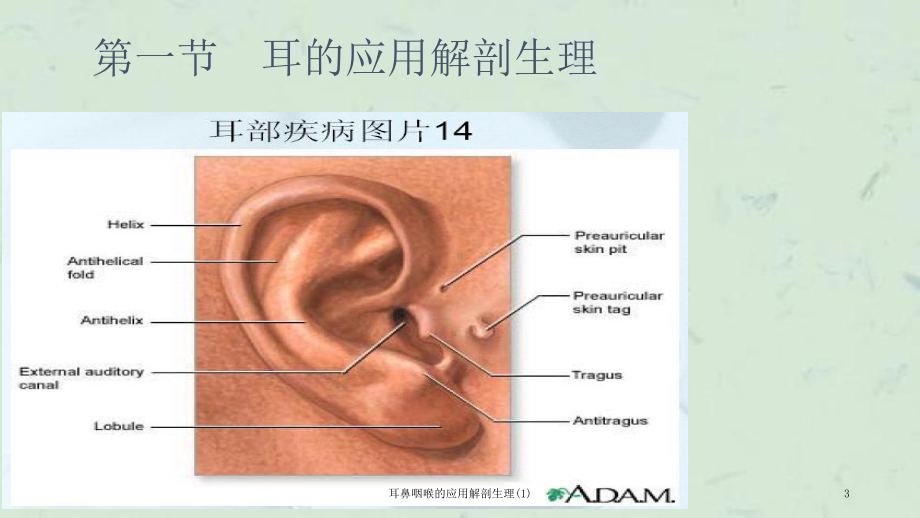 耳鼻咽喉的应用解剖生理课件1.ppt_第3页