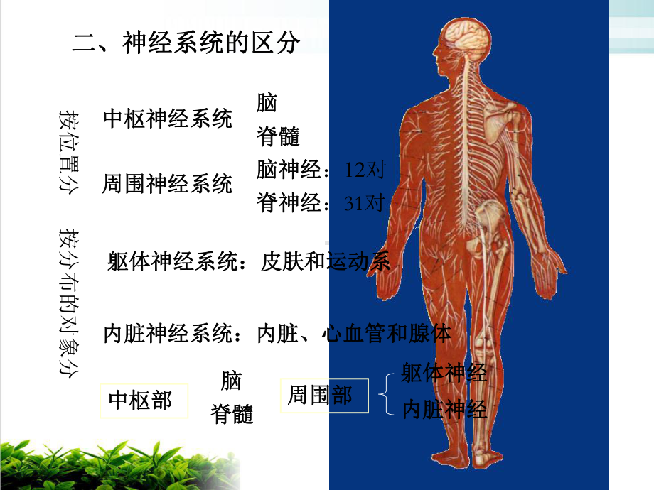 神经学总论脊髓和脊神经示范课件.ppt_第3页