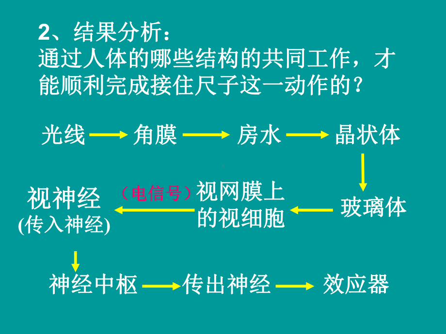 神经系统中信息的传递和调节课件.ppt_第2页