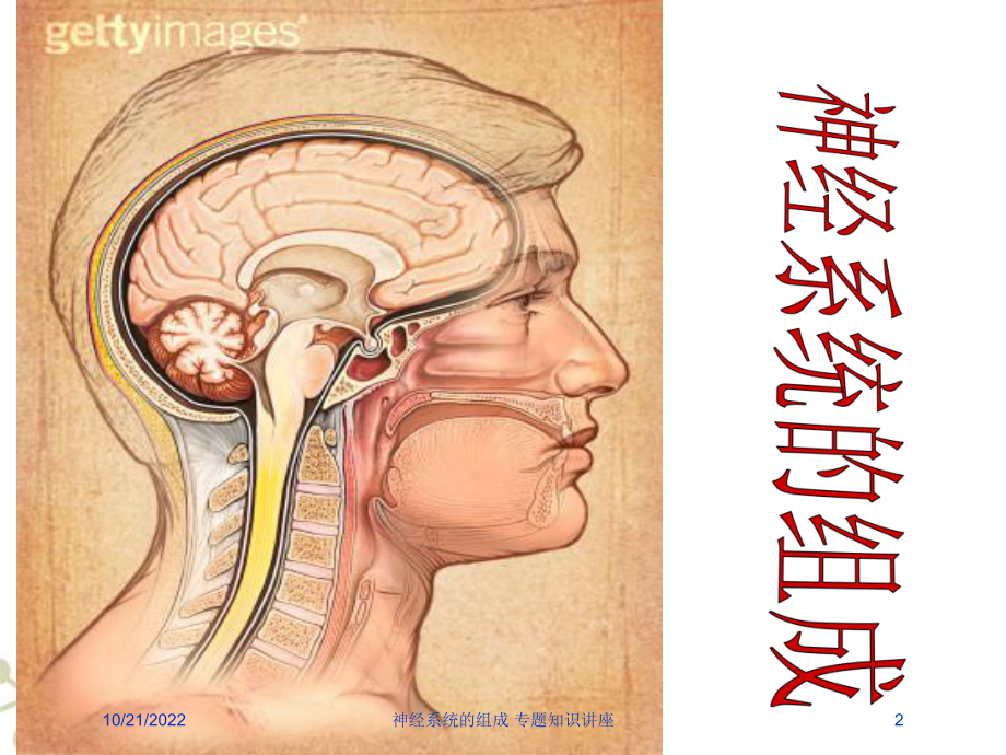 神经系统的组成-专题知识讲座培训课件.ppt_第2页