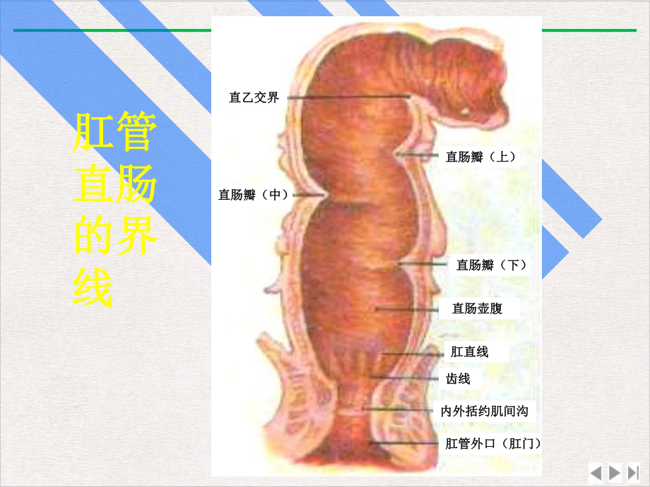 结肠直肠肛管疾病课件.pptx_第2页