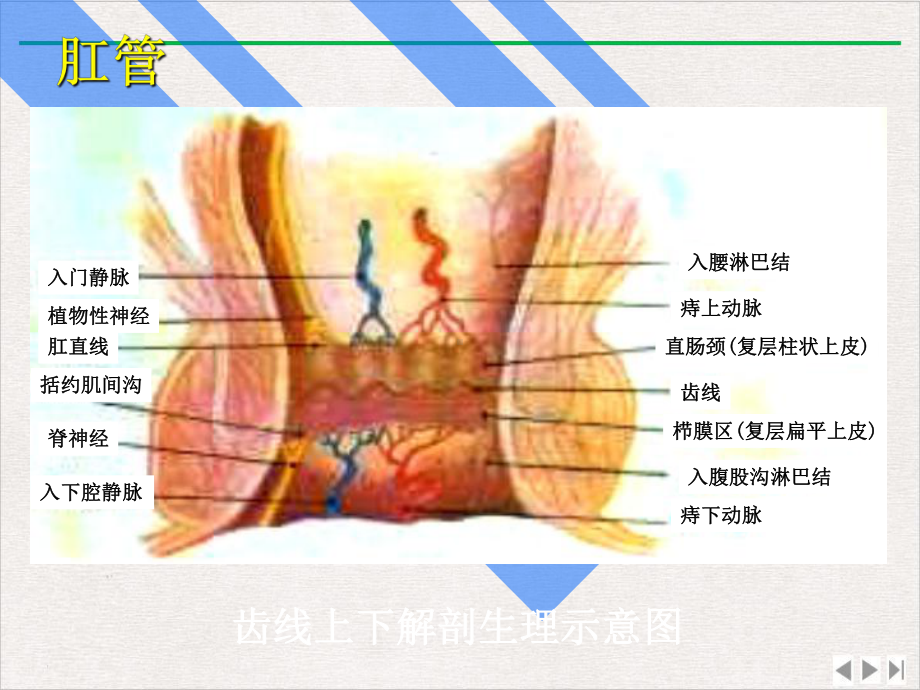 结肠直肠肛管疾病课件.pptx_第3页