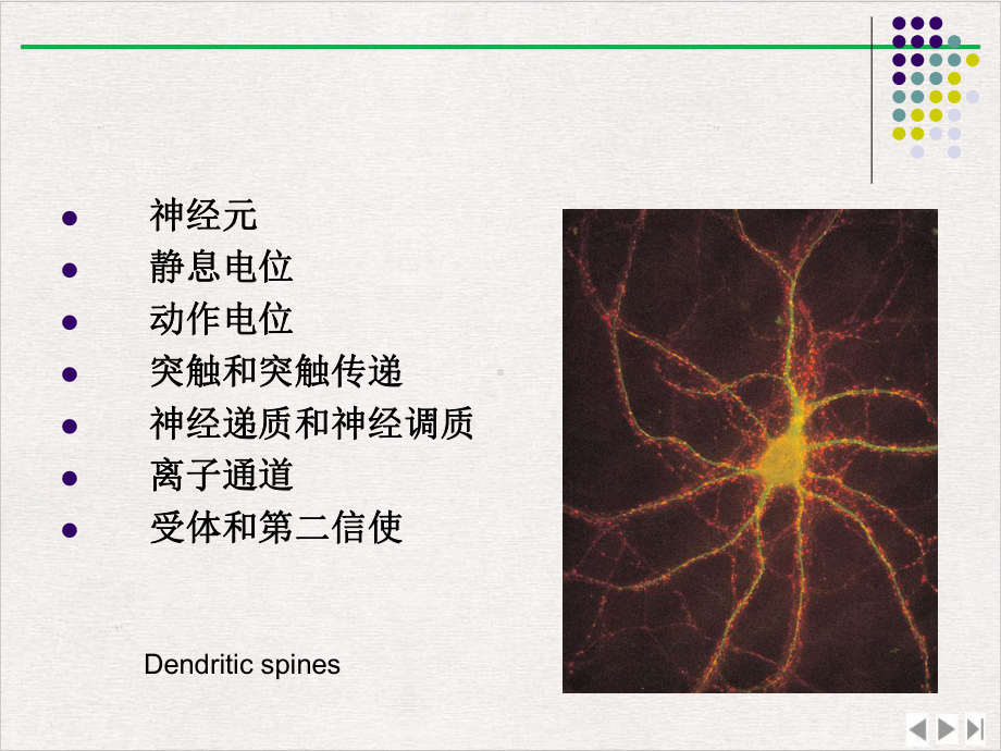 神经系统细胞的结构和功能新版课件.pptx_第1页