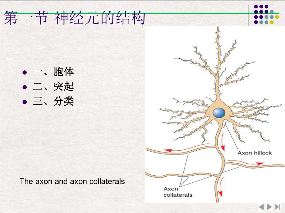 神经系统细胞的结构和功能新版课件.pptx_第2页