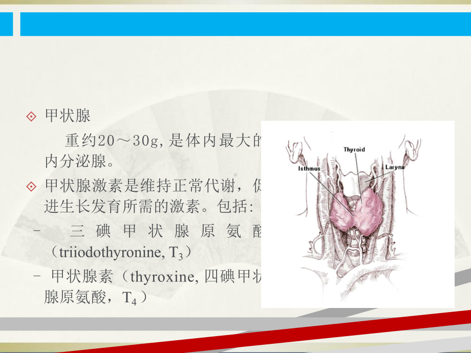 第9章甲状腺激素及抗甲状腺药课件.ppt_第2页