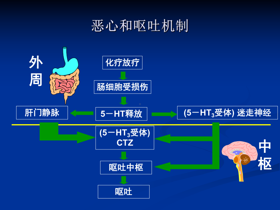 NCCN化疗止吐指南教案课件.pptx_第2页