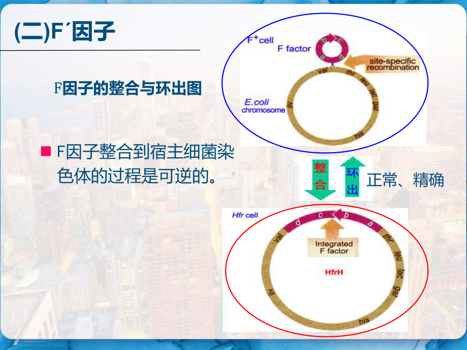 细菌和病毒的遗传性导转导-课件.pptx_第3页