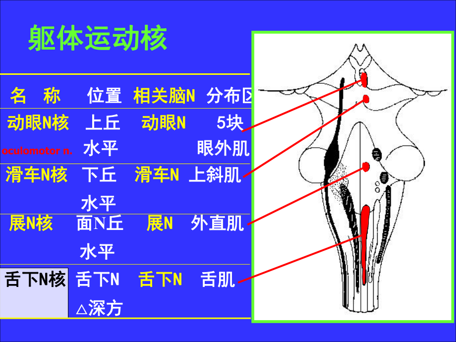 神经系统脑神经课件.pptx_第2页