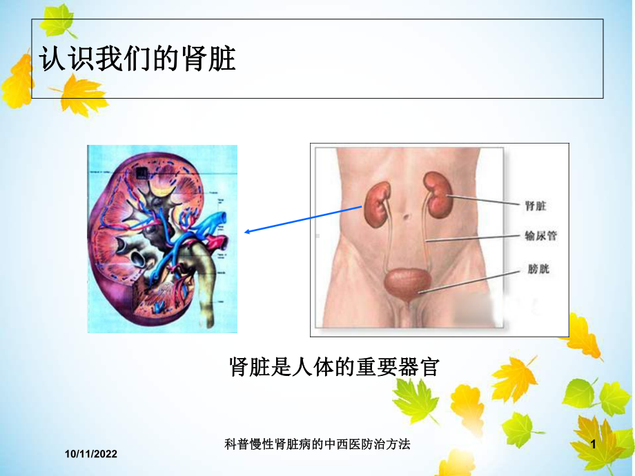 科普慢性肾脏病的中西医防治方法培训课件.ppt_第1页