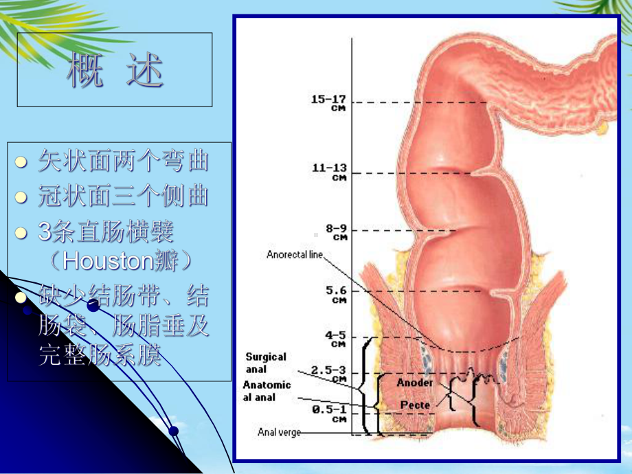 直肠肛管解剖全面版课件.ppt_第3页