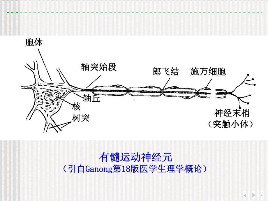 神经系统讲述完美版课件.pptx_第3页