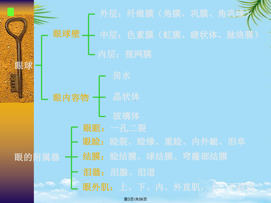 眼外伤的护理全面版课件.pptx_第3页