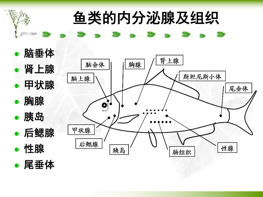 十一章-内分泌器官详解课件.ppt_第3页