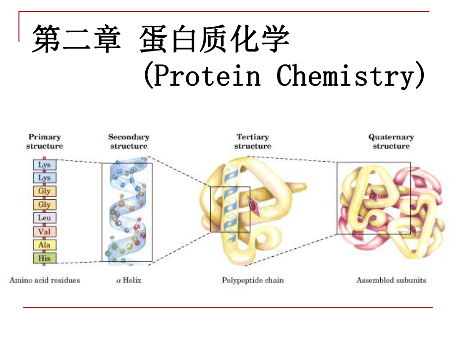 -蛋白质的结构-课件.ppt_第1页