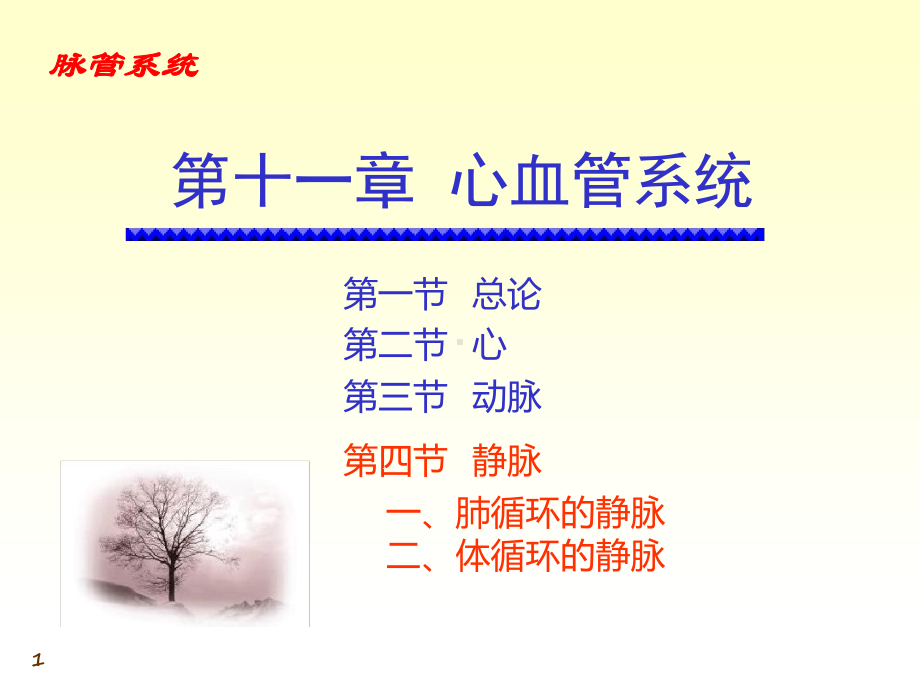 十一章心血管系统课件.ppt_第1页