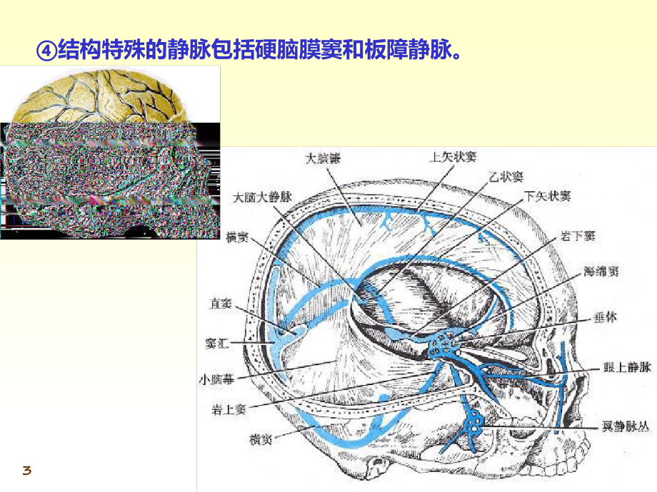 十一章心血管系统课件.ppt_第3页