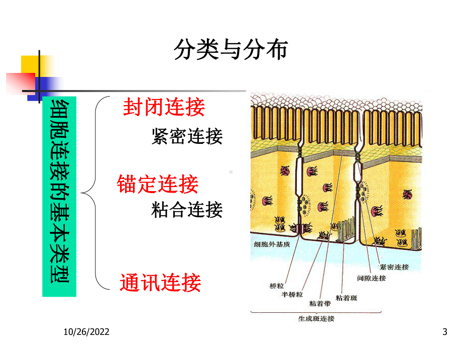 第10章-细胞连接和细胞粘连2课件.ppt_第3页