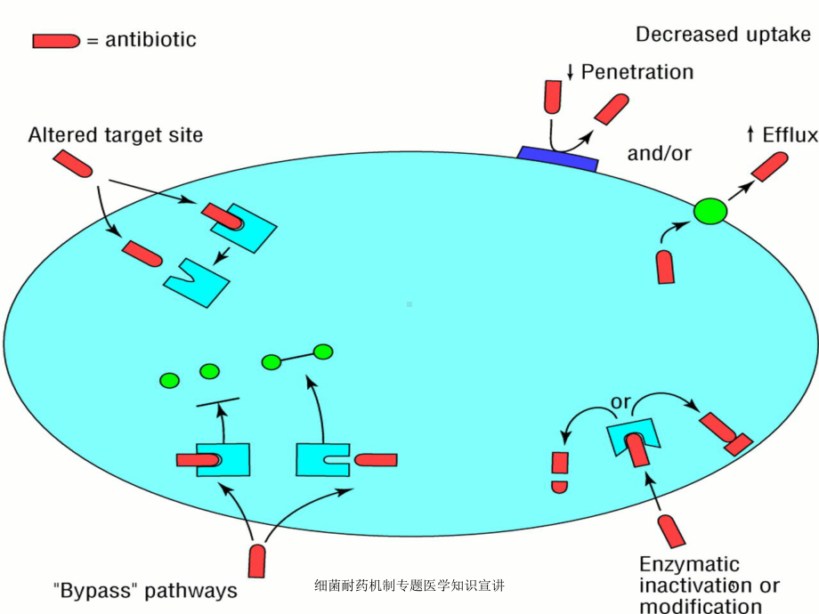 细菌耐药机制专题医学知识宣讲培训课件.ppt_第3页