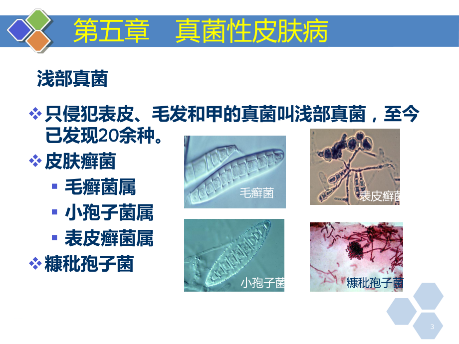 皮肤性病学第7版各论课件.ppt_第3页