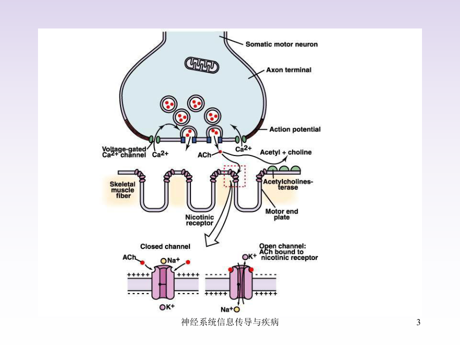 神经系统信息传导与疾病课件.ppt_第3页
