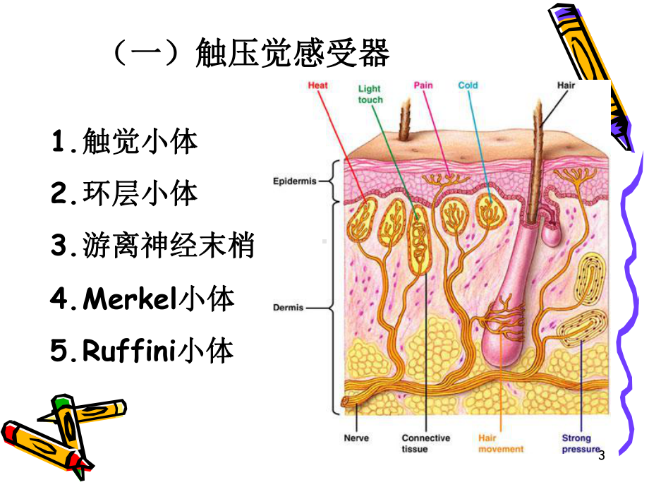 神经系统的感觉分析功能参考课件.ppt_第3页