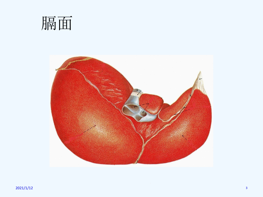 肝脏应用解剖课件.ppt_第3页