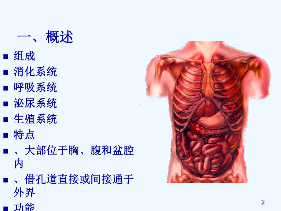 系统解剖学内脏总论-消化系统课件.ppt_第2页