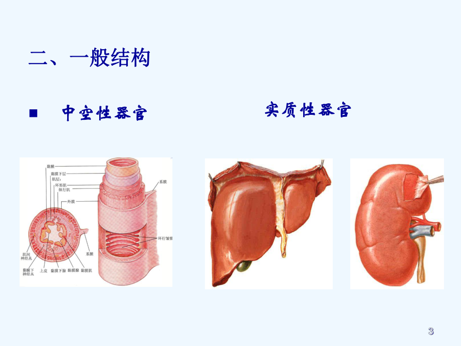 系统解剖学内脏总论-消化系统课件.ppt_第3页