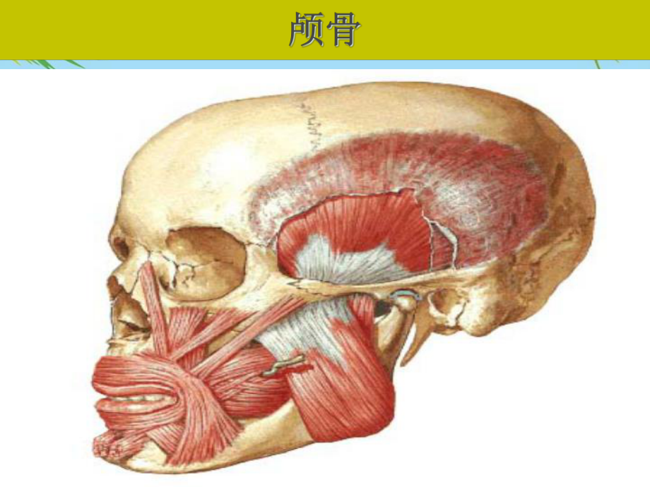 第十章颅脑损伤病人的护理最全课件.ppt_第3页