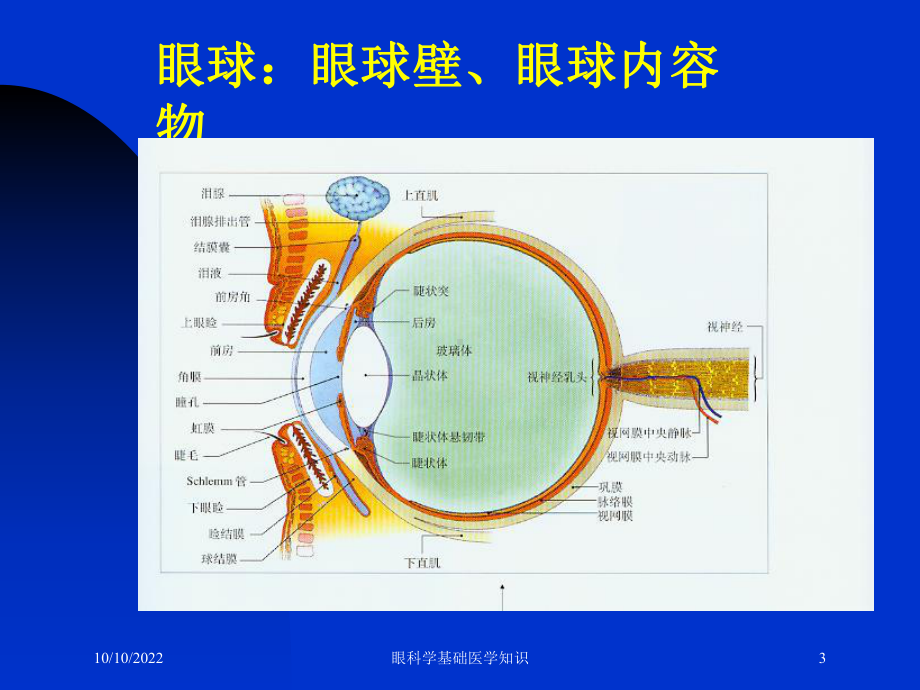 眼科学基础医学知识培训课件.ppt_第3页