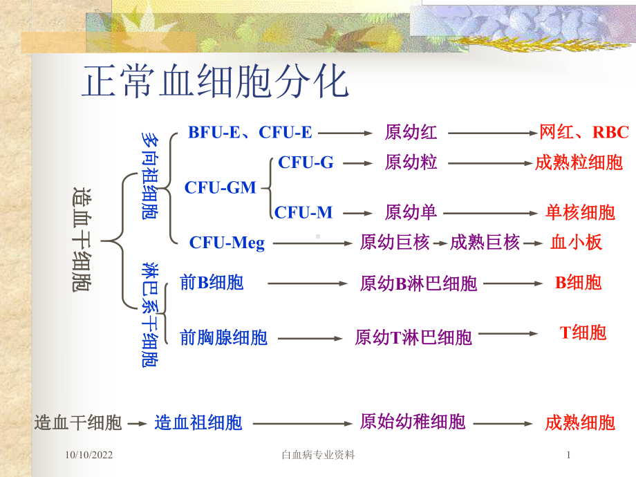 白血病专业培训课件.ppt_第1页