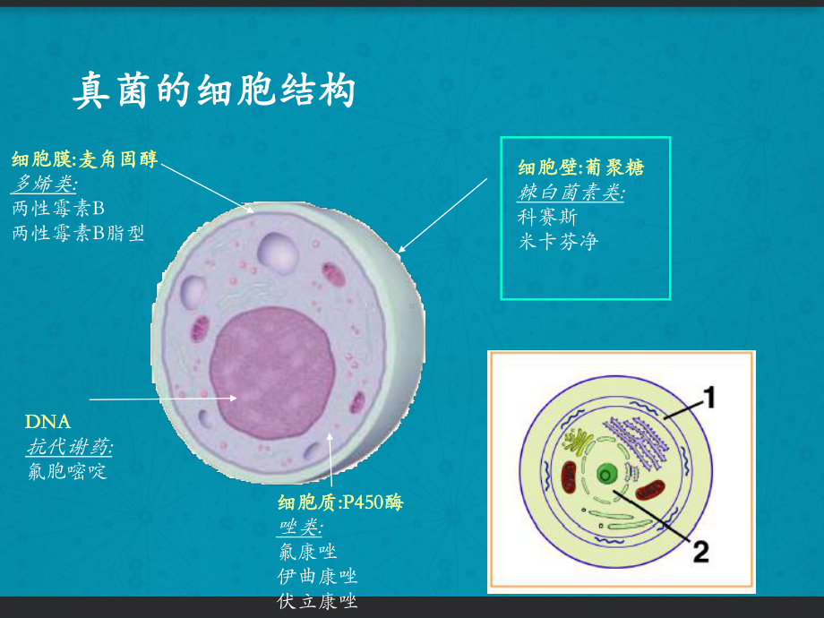 真菌感染基础医学知识培训-课件.pptx_第3页