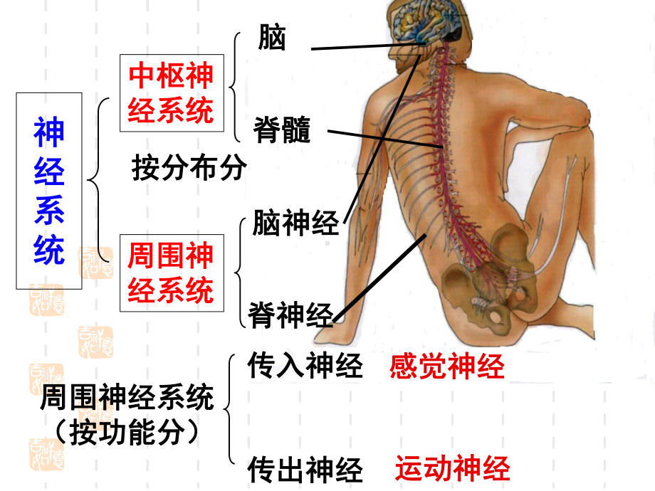 第二节神经系统的结构和功能时课件.ppt_第2页