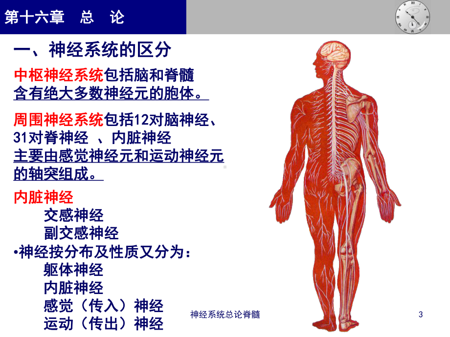 神经系统总论脊髓课件.ppt_第3页