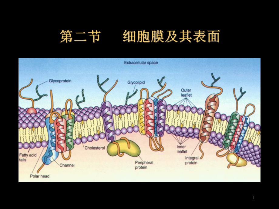 细胞膜及其表面医学生物学教学课件.ppt_第1页